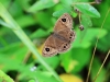 ch8a 3156.jpg Papillon dans le parc national de Lore lindu, Sulawesi central