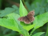 ch8a 3159.jpg Papillon dans le parc national de Lore lindu, Sulawesi central