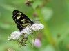 ch8a 3190.jpg Papillon dans le parc  national de Lore lindu, Sulawesi central