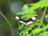 ch8a 3206.jpg Papillon dans le parc national de Lore lindu, Sulawesi central