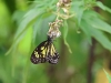 ch8a 3209.jpg Papillon dans le parc national de Lore lindu, Sulawesi central