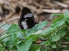 ch8a 3212.jpg Papillon dans le parc national de Lore lindu, Sulawesi central