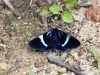 ch8a 3479.jpg Papillon dans le parc national de Lore lindo à Palu, Sulawesi central