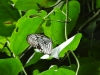 dscn 0762.jpg Papillon non déterminé dans le parc national deTangkoko, Sulawesi du nord