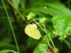 dscn 1570.jpg Papillon non déterminé à Tomohon dans le parc national de Tangkoko, Sulawesi du nord