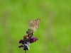 dscn 1814.jpg Papillon non déterminé dans les les jardins du restaurant Gardenia à Tomohon, Sulawesi du nord