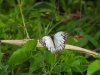 dscn 1980.jpg Papillon non déterminé à Tomohon dans le parc national de Tangkoko, Sulawesi du nord