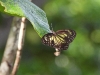 dscn 2789.jpg Papillon non déterminé dans le parc national Aketajavve-Lolobota à Halmahera, Moluques