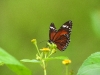 dscn 2949.jpg Papillon non déterminé dans le parc national Aketajavve-Lolobota à Halmahera, Moluques