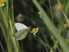 dsc 0733.jpg Papillon Ascia monuste virginia à l'anse Dufour