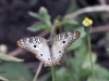 dsc 0754.jpg Papillon Anarthia jatrophae à l'anse Dufour