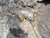 dsc 0765.jpg Papillon Anarthia jatrophae à l'anse Dufour