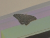 dsc 0783.jpg Papillon de nuit Ascalapha odorata à  l'appartement de l'anse Caritan