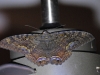 dsc 0794.jpg Papillon de nuit Ascalapha odorata à l'appartement de l'anse Caritan