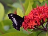 dsc 7411.jpg Papillon Battus polydamas xenodamas dans les jardins du domaine de l'anse Caritan