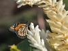 dsc 7988.jpg Papillon Monarque Danaus plexippus megalippe à l'Habitation Latouche