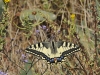 dsc 9868.jpg Machaon Papilio machaon à Vendres