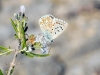 dsc 4493.jpg Argus bleu céleste femelle Lysandra bellargus sur le massif de la Clappe