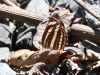 CH8A 0457.jpg Papillon Neptis hylas, Singchung Bugun Village Community Reserve (SBVCR)