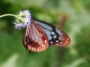 CH8A 0729.jpg Papillon Aporia agathon dessous Bompu camp, Eaglenest XLS