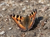 CH8A 1151.jpg Papillon Aglais cashmirensis à Barchipaam Middle School
