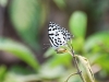 CH8A 1501.jpg Papillon Castalius rosimon à Baligora Eco Camp, Sonitpur