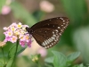 CH8A 1508.jpg Papillon Papilio dravidarum à Baligora Eco Camp, Sonitpur