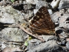 DSCN 3664.jpg Papillon Dodona durga, Singchung Bugun Village Community Reserve (SBVCR)