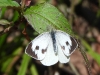 DSCN 3670.jpg Papillon Pieris brassicae au Lama camp, Eaglenest XLS