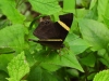 DSCN 4045.jpg Papillon Abisara fylla au-dessous de Bompu camp, Eaglenest XLS