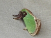 DSCN 4060.jpg Papillon de nuit à Bompu camp, Eaglenest XLS