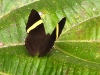 DSCN 4203.jpg Papillon Abisara fylla, Eaglenest WLS & Surroundings--Sessni