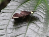 DSCN 4216.jpg Papillon, Eaglenest WLS & Surroundings--Sessni