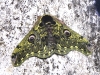 DSCN 4340.jpg Papillon de nuit à Bompu camp, Eaglenest XLS