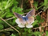 Papillon azuré Lampides boeticus à Baligora Eco Camp, Sonitpur