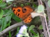 DSCN 6078.jpg Papillon Junonia almana à Jia Bhoroli Wildlife Camp, Sonitpur