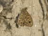 dsc 0262.jpg Mégère mâle Lasiommata megera en bord de Seine à Lillebonne