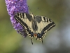 dsc 0293.jpg Machaon Papilio machaon 