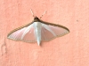 born 6712.jpg Papillon de nuit au lodge Sendy à Palu au Sulawesi central