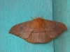 born 6717.jpg Papillon de nuit au lodge Sendy à Palu au Sulawesi central