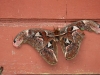 ch8a 3394.jpg Papillon de nuit Attacus erebus au camping Tambing à Palu au Sulawesi central