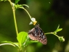 dscn 0163.jpg Papillon à Nimbokrang