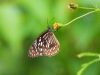 dscn 0218.jpg Papillon à Nimbokrang