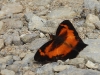 dscn 8433.jpg Papillon à Syoubri dans les Arfak