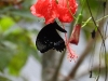 dscn 9722.jpg Papillon sur un hibiscus dans le vilage de Malagufuk