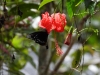 dscn 9725.jpg Papillon sur un hibiscus dans le vilage de Malagufuk