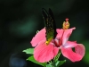 dsc 2167.jpg Papillon Ornithoptera priamus poseidon butinant une fleur d'hibiscus au Walindi Plantation Resort 