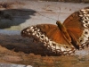 dsc 2234.jpg Papillon non déterminé au Walindi Plantation Resort 