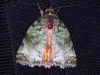 dsc 2447.jpg Papillon de nuit posé sur mon sac photo sur le Febrina