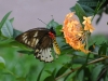 dsc 2477.jpg Papillon Ornithoptera priamus bornemanni femelle au Walindi Plantation Resort 
